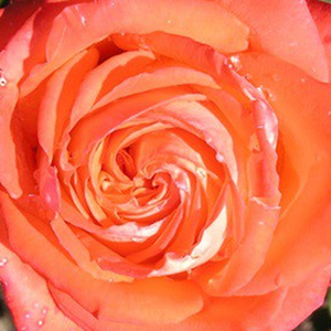 Vente de rosiers en ligne - Rosa Mercedes® - rosiers floribunda - orange - non parfumé - Reimer Kordes - Fleurs rouge orangé de 10 cm et d